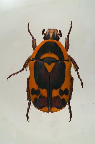 Réf. 353 151 : Pachnoda discolor kolbei